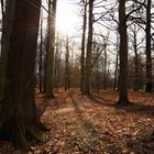 Wald im März