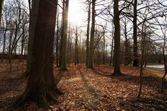 Wald im März