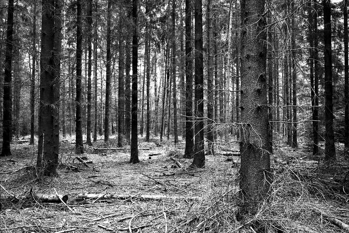 Wald im März