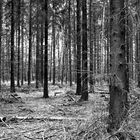 Wald im März