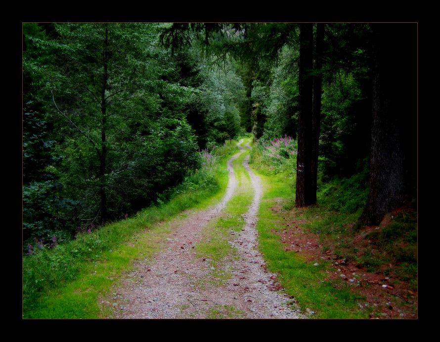 wald im maggiatal