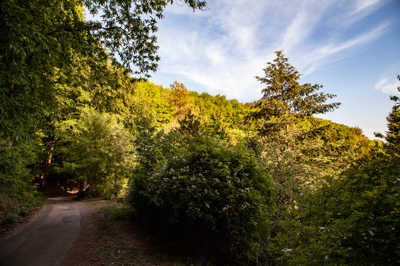 Wald im Mai