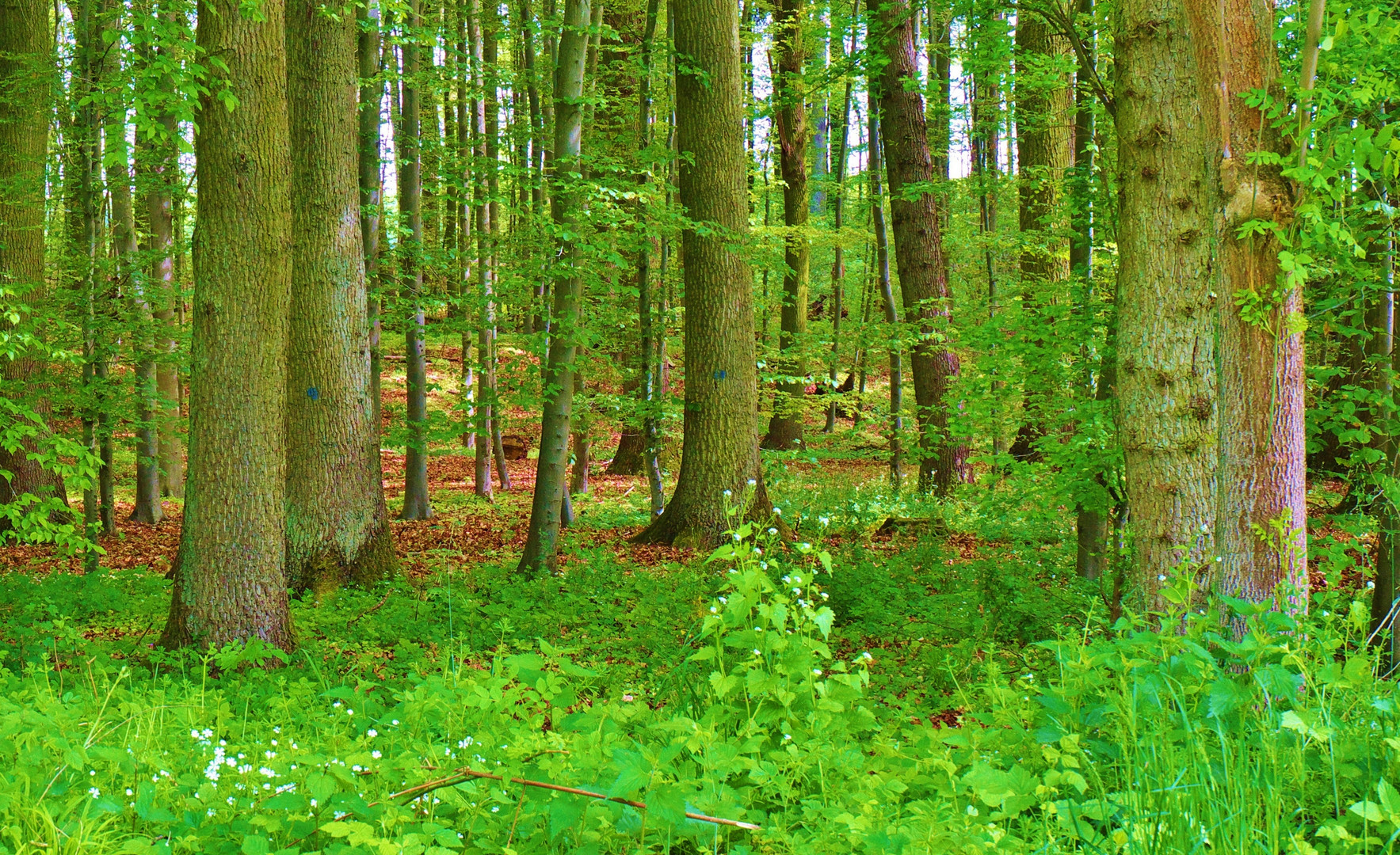 Wald im Mai