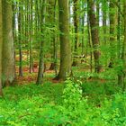 Wald im Mai