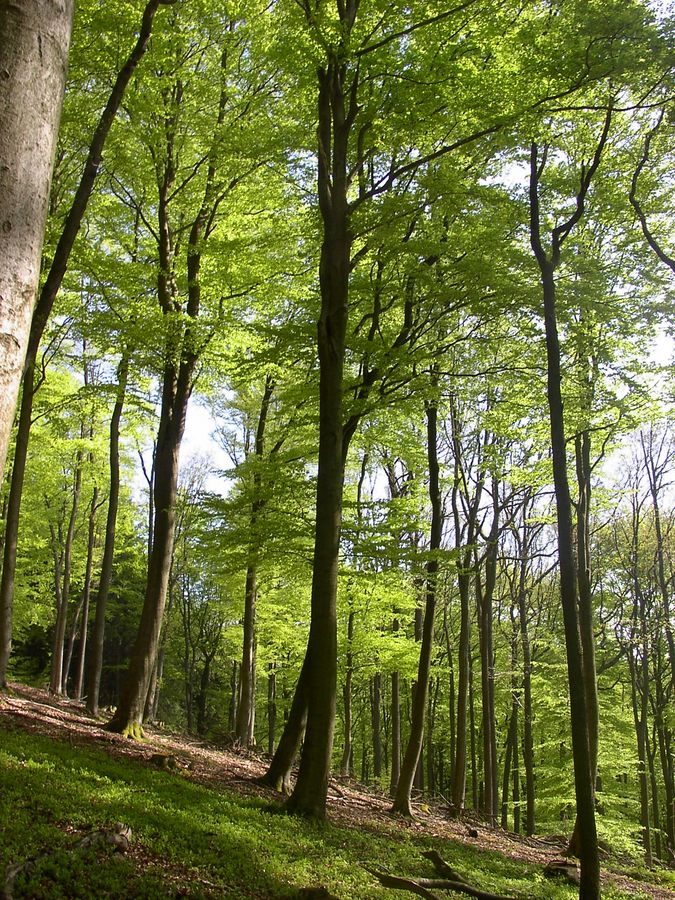 Wald im Mai 2008