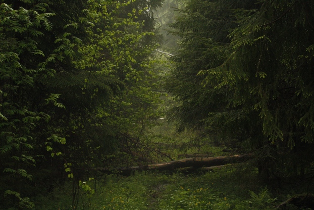 Wald im Mai