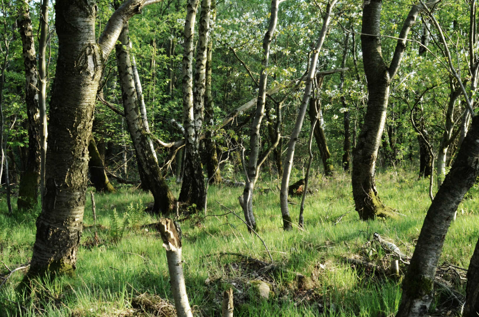 wald im mai