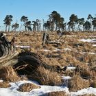 Wald im Moor 2