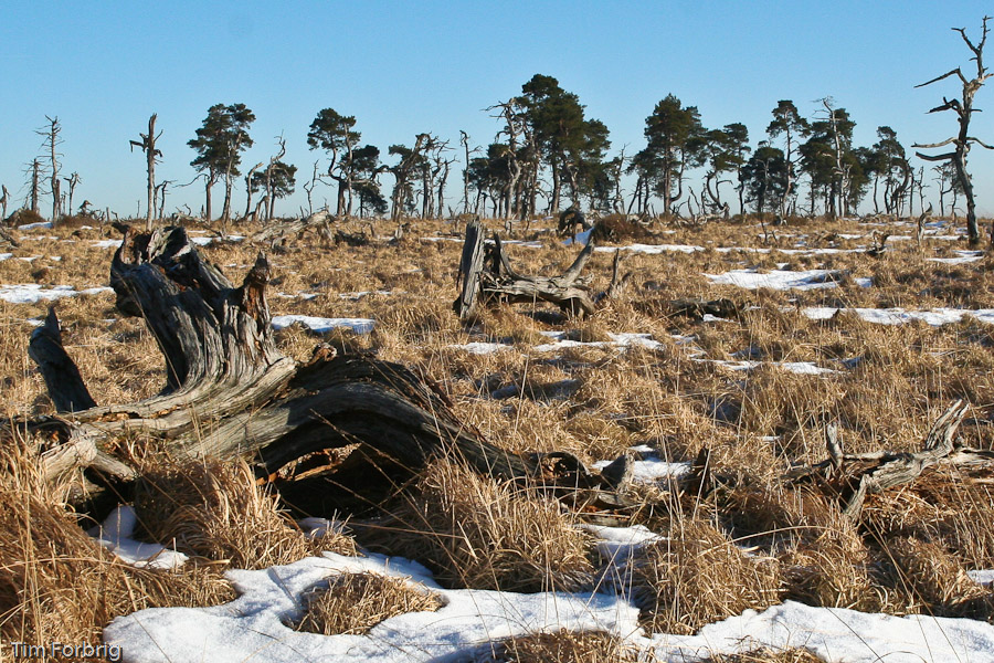 Wald im Moor 2