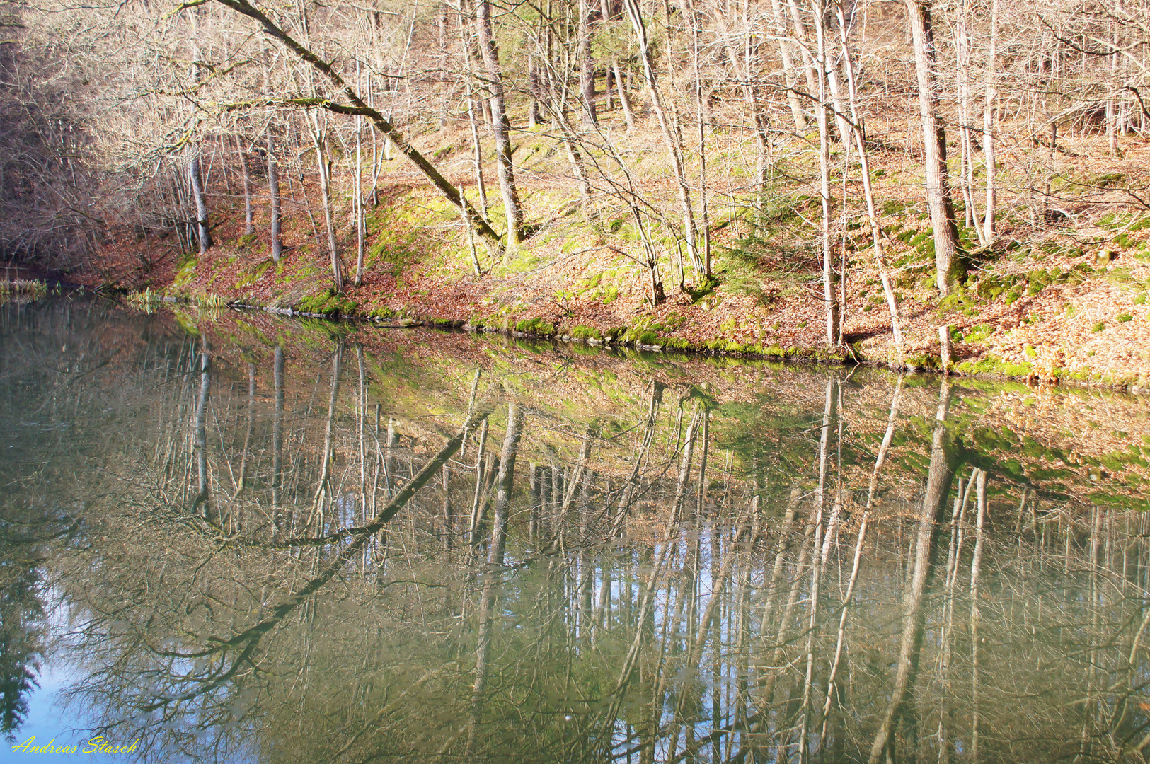 Wald im morgen Sonne