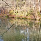 Wald im morgen Sonne