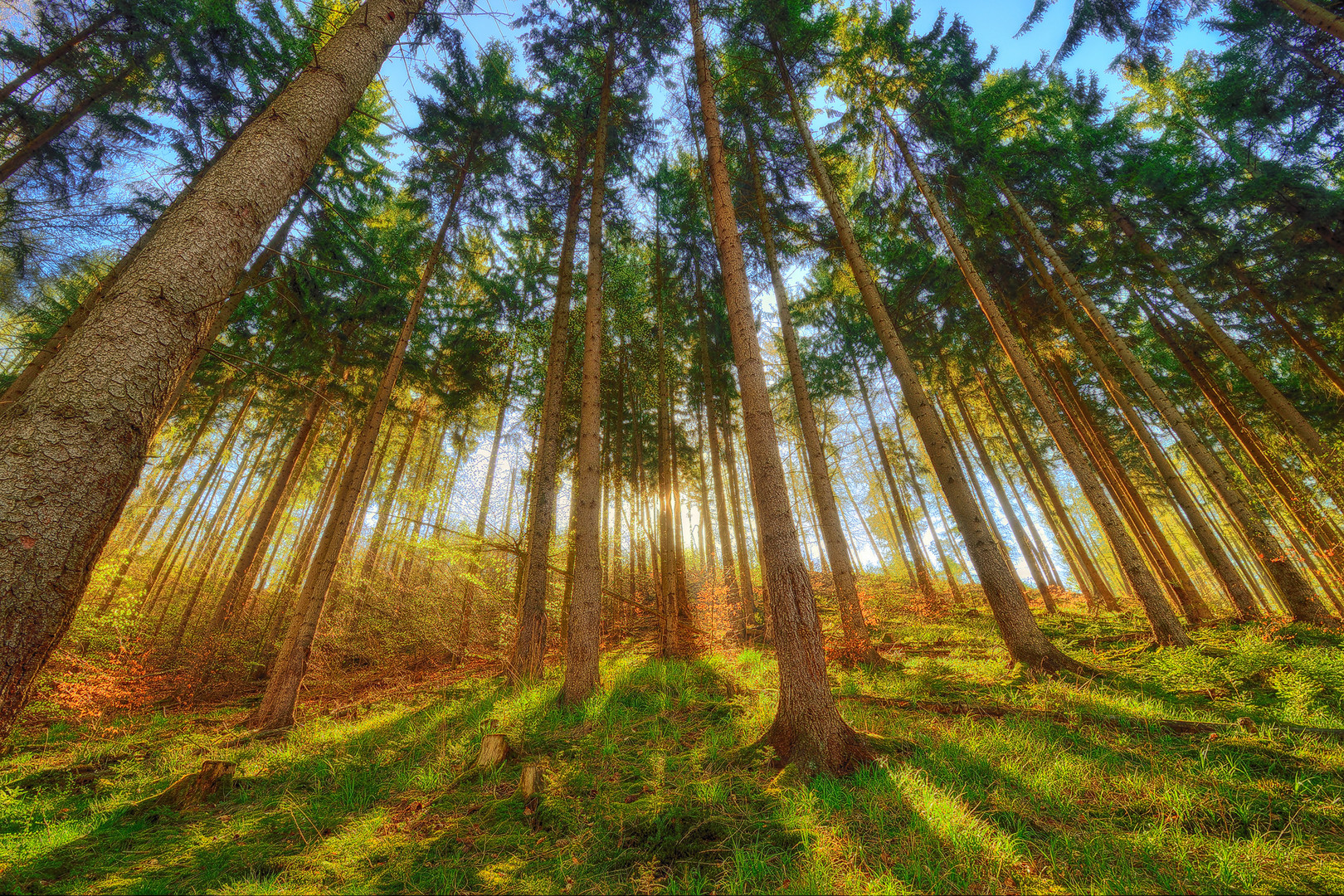 Wald im Morgenlicht