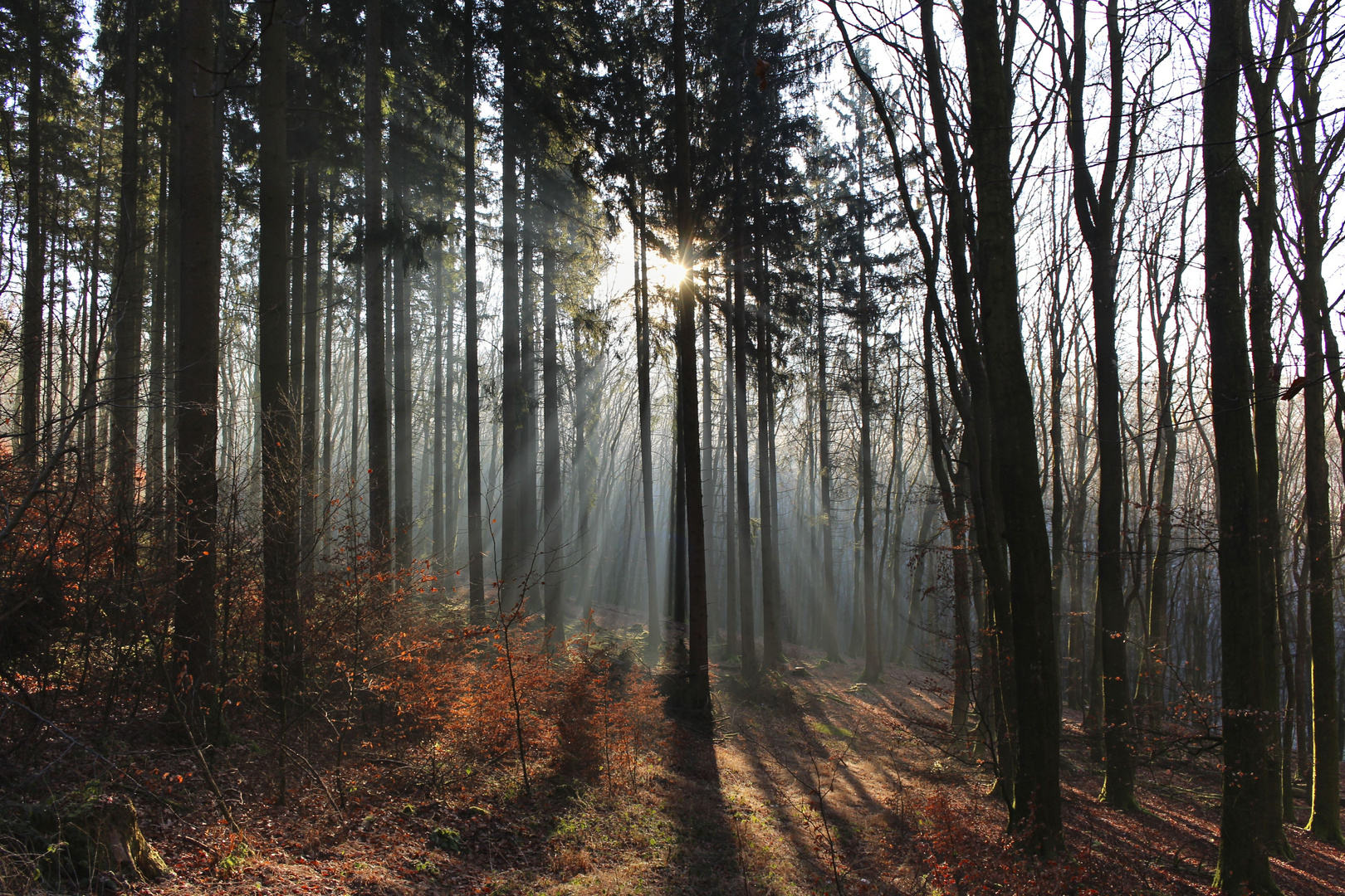 Wald im Morgenlicht