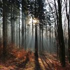 Wald im Morgenlicht