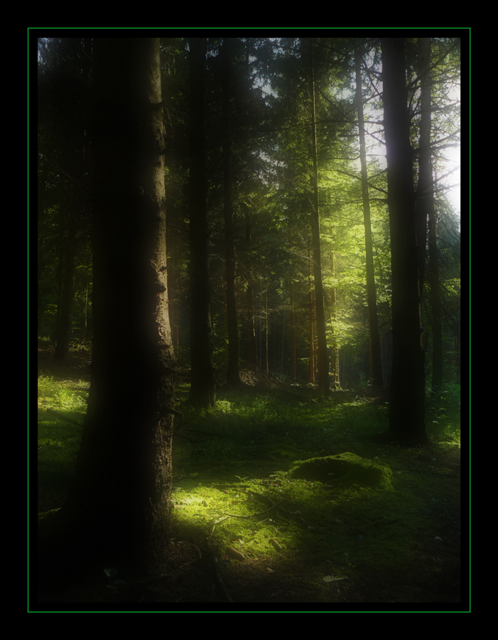 Wald im Morgenlicht