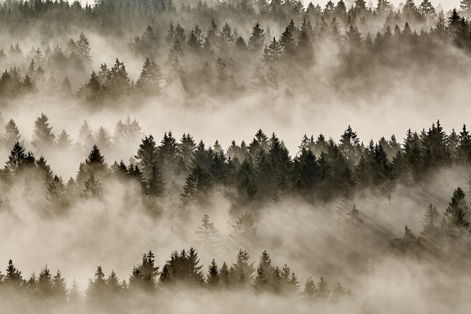 Wald im Morgennebel