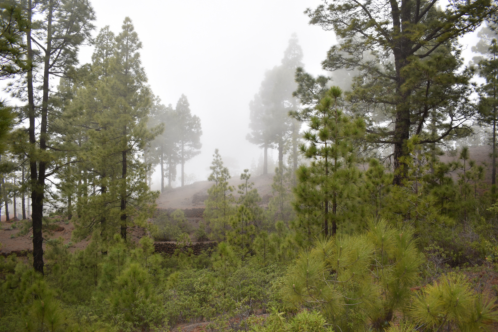 Wald im Morgennebel