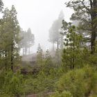 Wald im Morgennebel