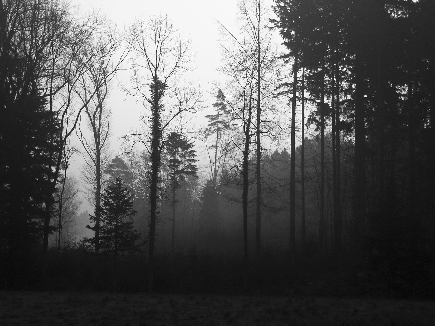 WALD IM MORGENNEBEL