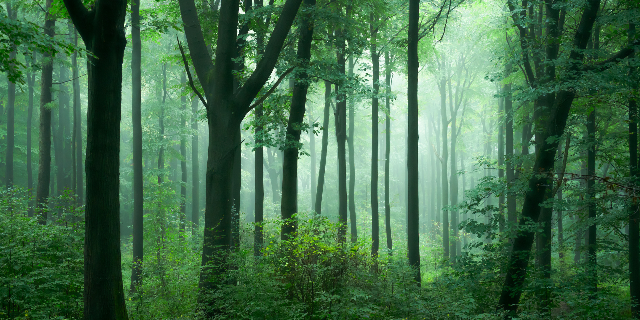 Wald im Morgennebel