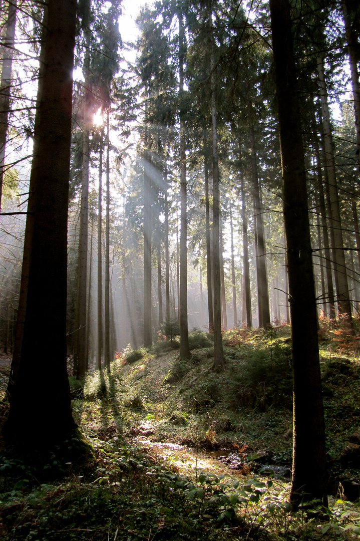 Wald im Morgentau