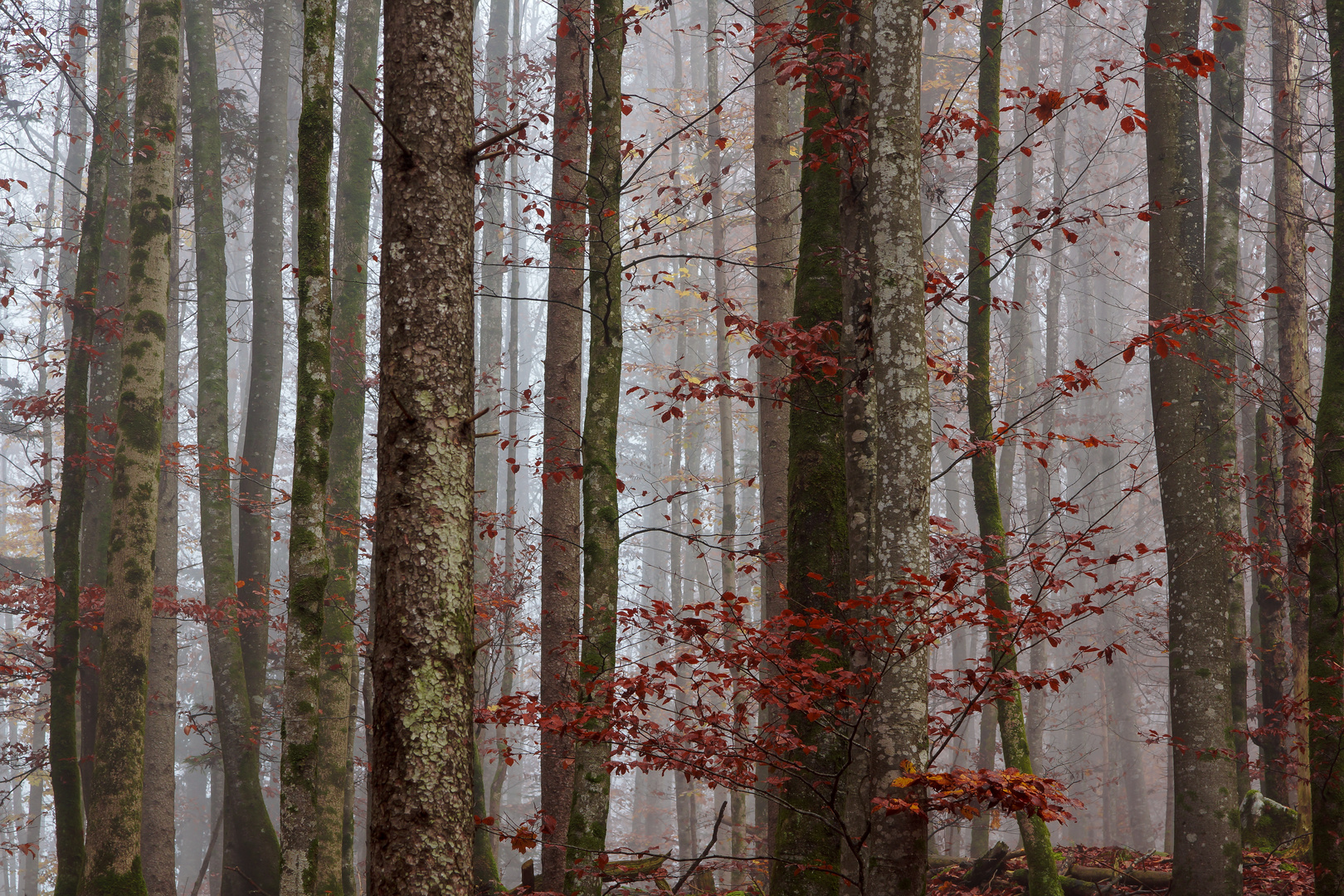 Wald im Muotatal