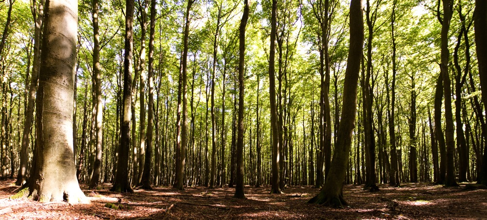 Wald im Nationalpark Jasmund, Rügen