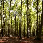 Wald im Nationalpark Jasmund, Rügen