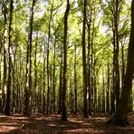 Wald im Nationalpark Jasmund, Rügen