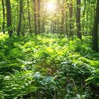 Wald im Naturpark Maas-Schwalm-Nette