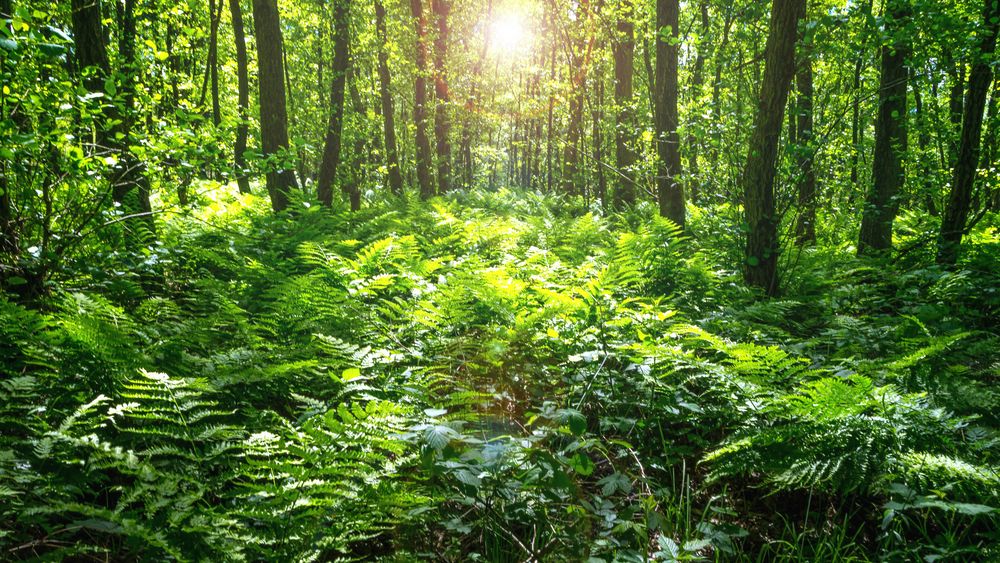 Wald im Naturpark Maas-Schwalm-Nette