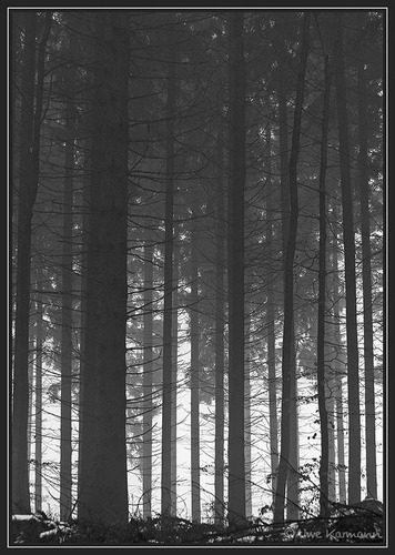 Wald im Nebel (01902)