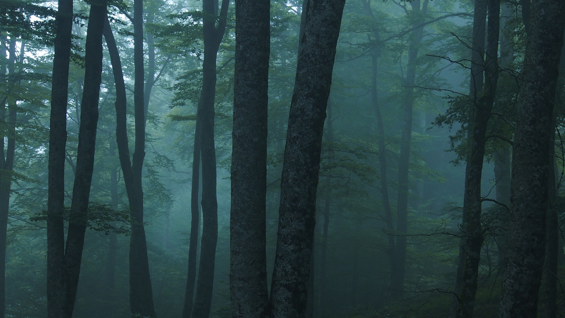 Wald im Nebel