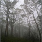 Wald im Nebel