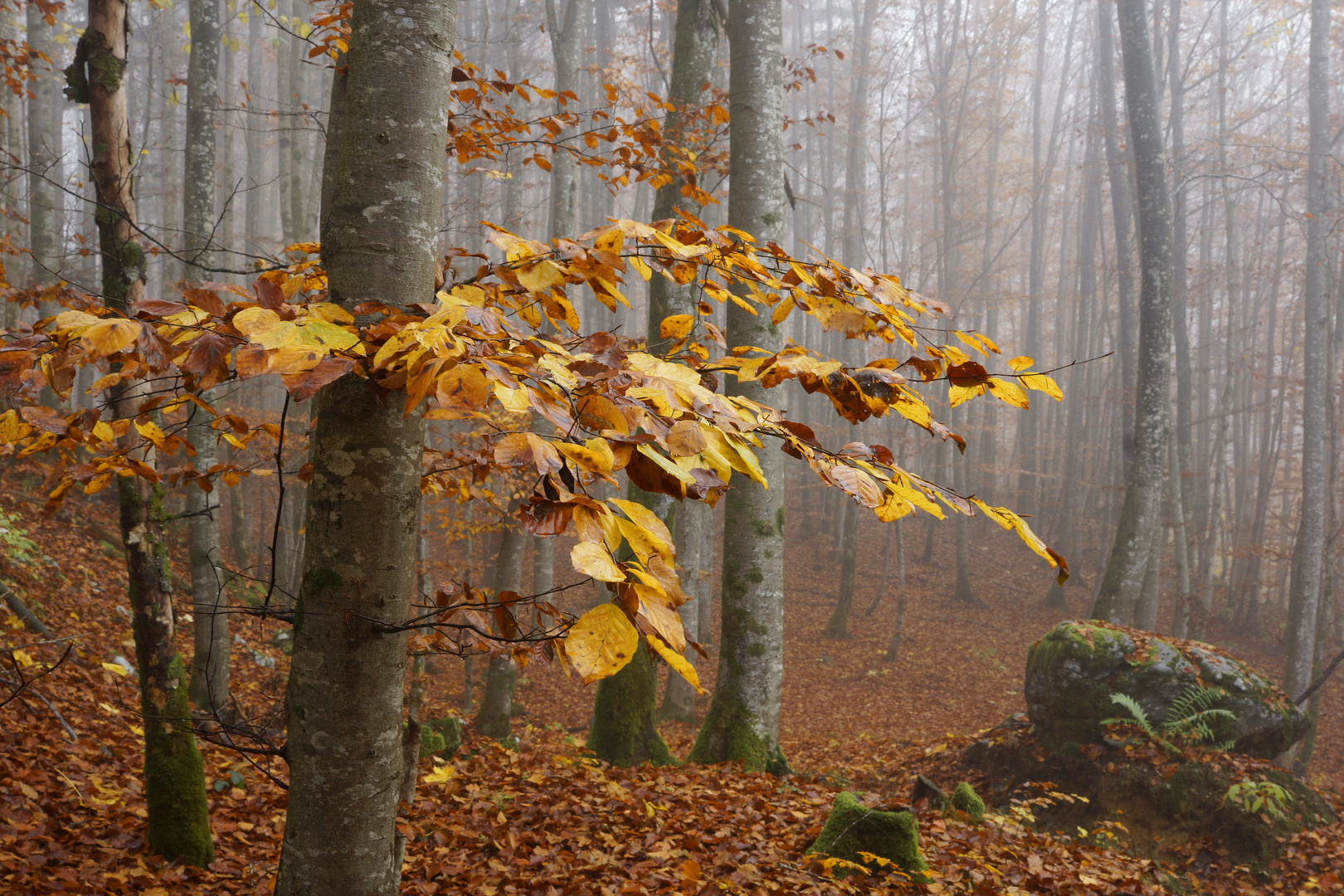 Wald im Nebel