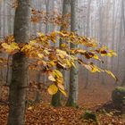 Wald im Nebel