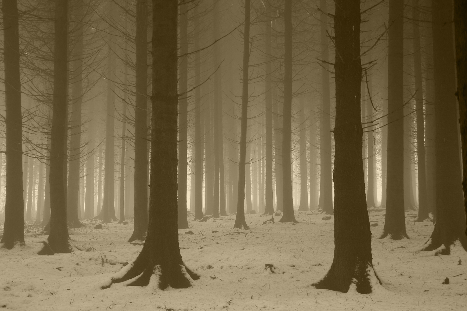 Wald im Nebel