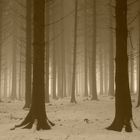 Wald im Nebel