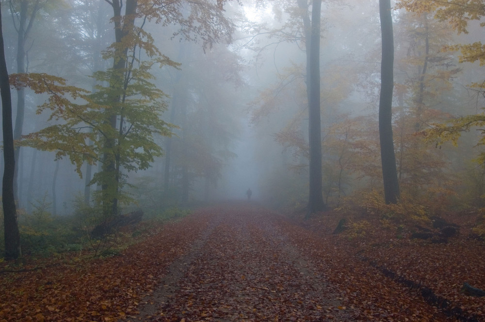 Wald im Nebel 1