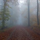 Wald im Nebel 1