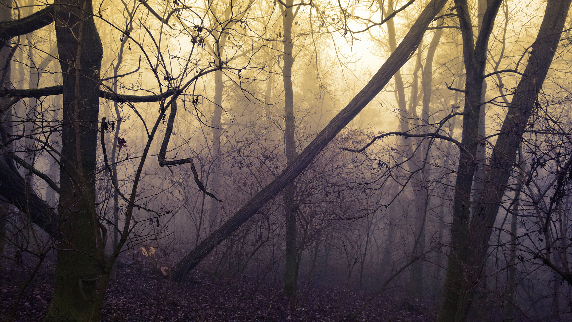 Wald im Nebel