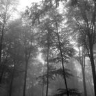 Wald im Nebel 2