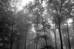 Wald im Nebel 2