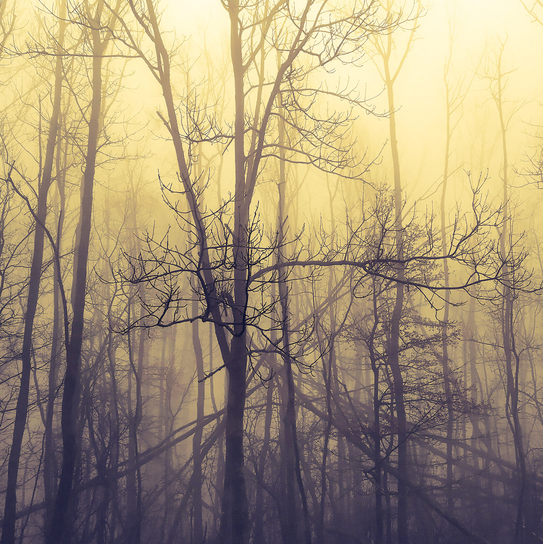 Wald im Nebel