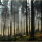 Wald im Nebel