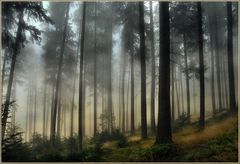 Wald im Nebel