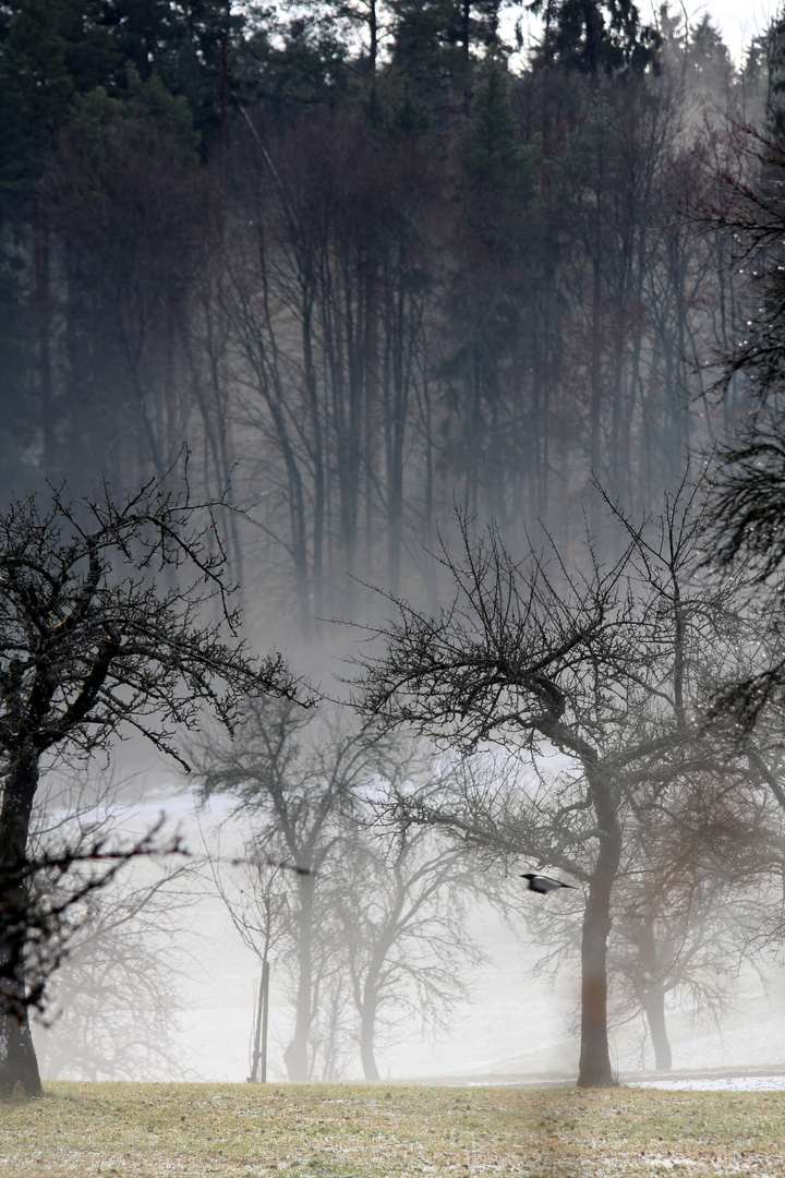 Wald im Nebel