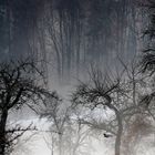 Wald im Nebel