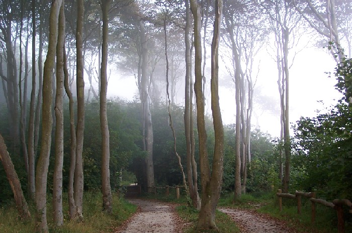 Wald im Nebel