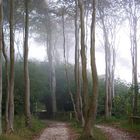 Wald im Nebel